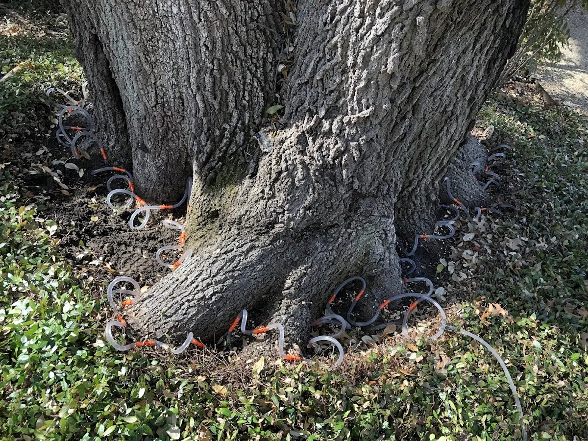 Detailed Tree Cabling and Bracing job site in Ravencliff