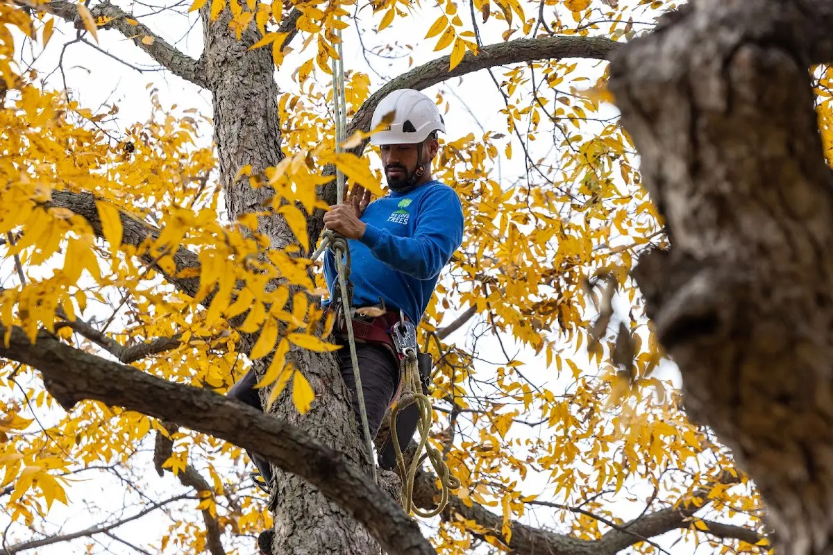 Skilled Tree Planing crew working in Ravencliff