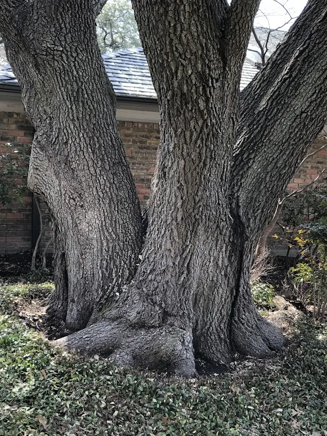 Mature heritage tree close to a Ravencliff property cared for by certified arborists